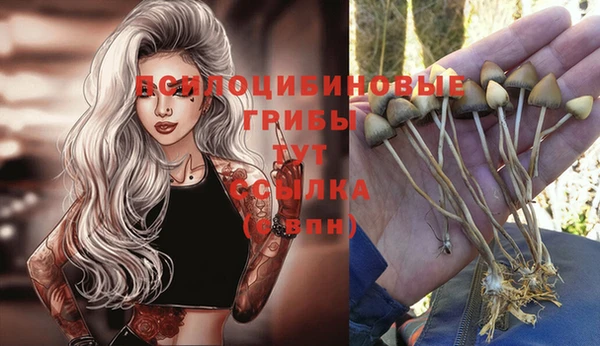 индика Няндома