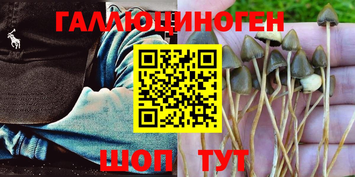Светлоград  Псилоцибиновые грибы мицелий  Вход с VPN  Псилоцибиновые грибы Cubensis 